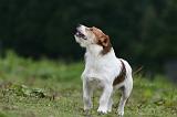 JACK RUSSEL 207